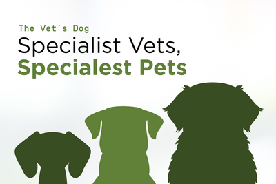 Building Strong Bonds: Why Dog Wellness is a Lifelong Commitment