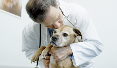 How to Keep Your Dog Healthy: Tips from Dr. Henri
